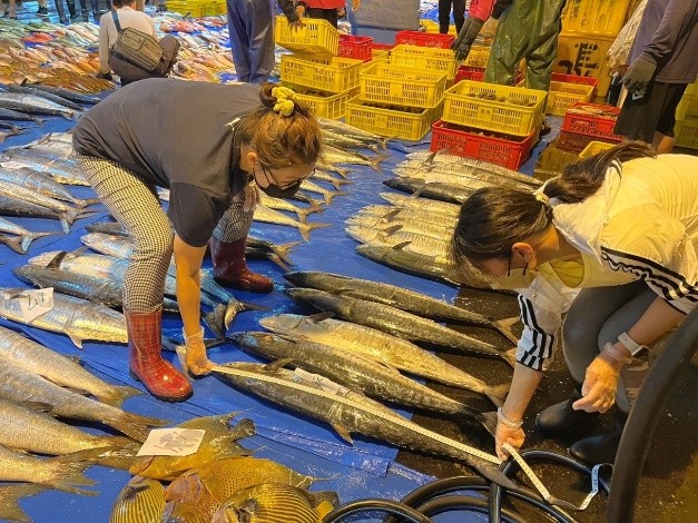 至魚市場量測土魠魚體長