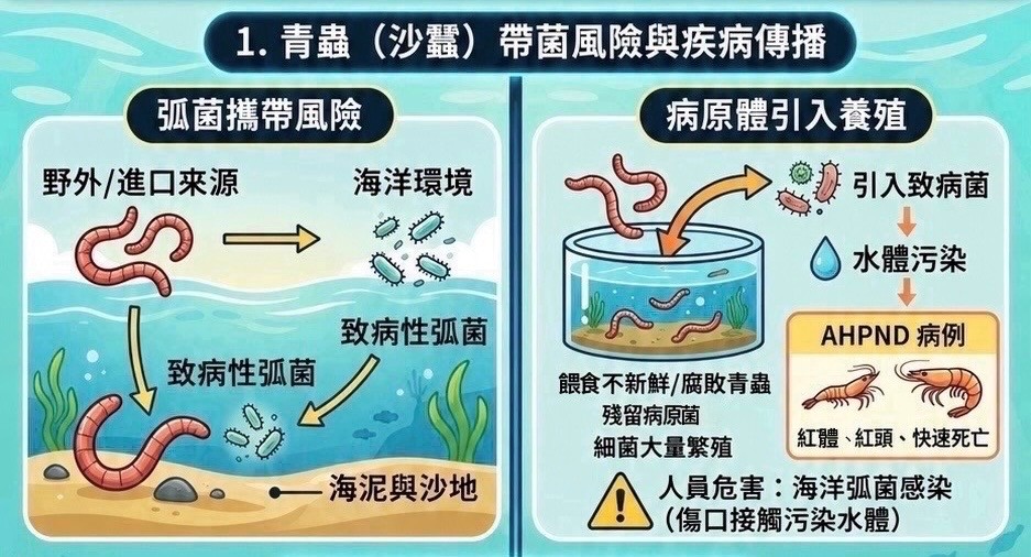 1.青蟲(沙蠶)帶菌風險與疾病傳播