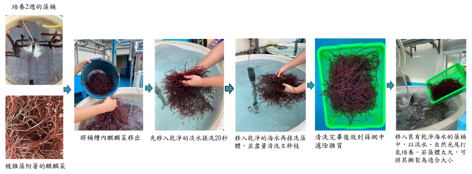 培養過程