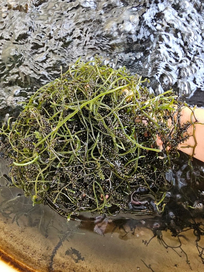 屏東周邊地區採集之小葉蕨藻(傳統型態判斷)