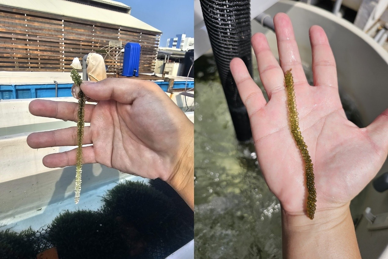 因遮光呈現透明之藻體可於後續補光轉綠
