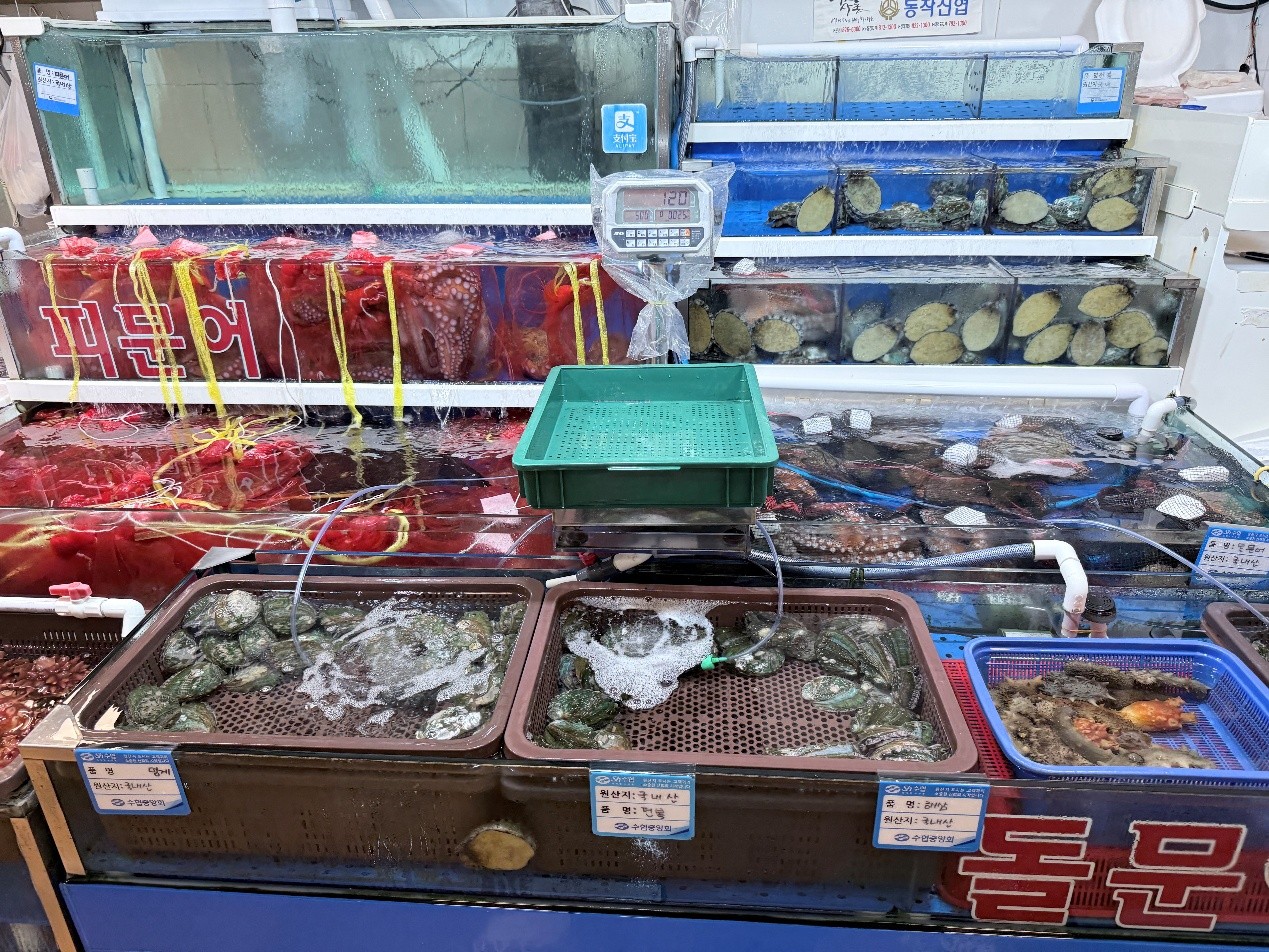 大型章魚暫養槽與鮑魚、扇貝分裝陳列,展現底棲物種之多樣組成