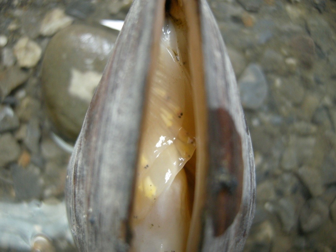 河蚌鰓瓣中高體鰟鮍胚體