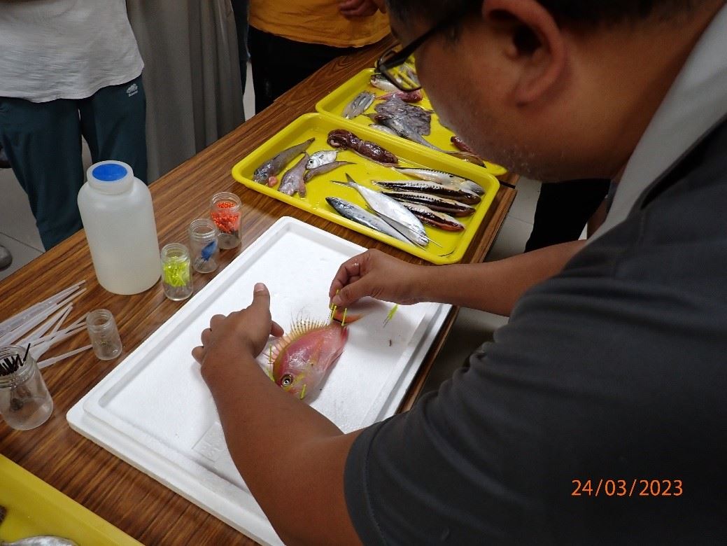 教導如何展開魚鰭製作標本