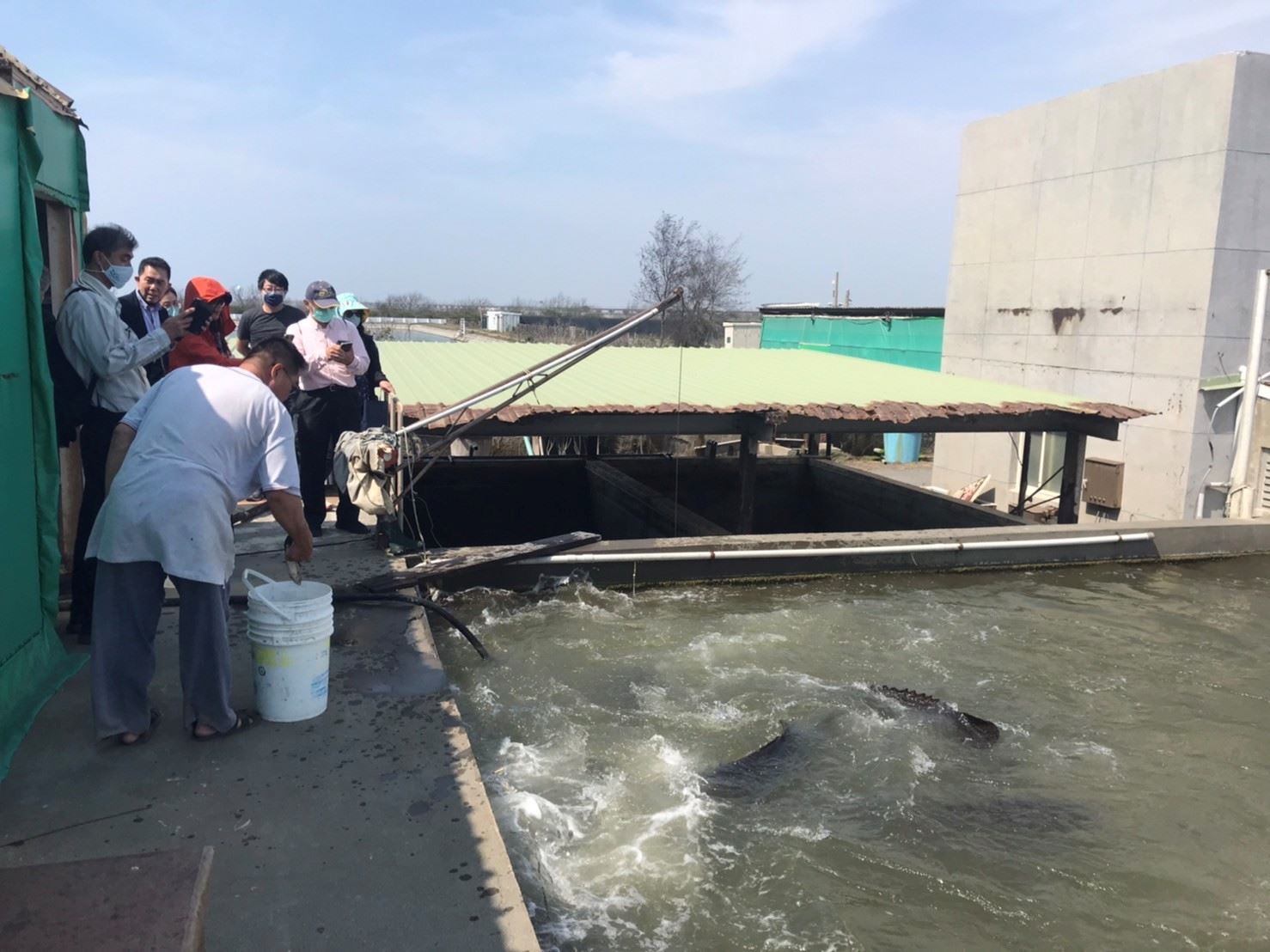 外賓參觀龍膽石斑種魚餵食