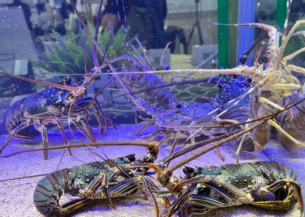 會場以龍蝦活體進行影像辨識模型展示