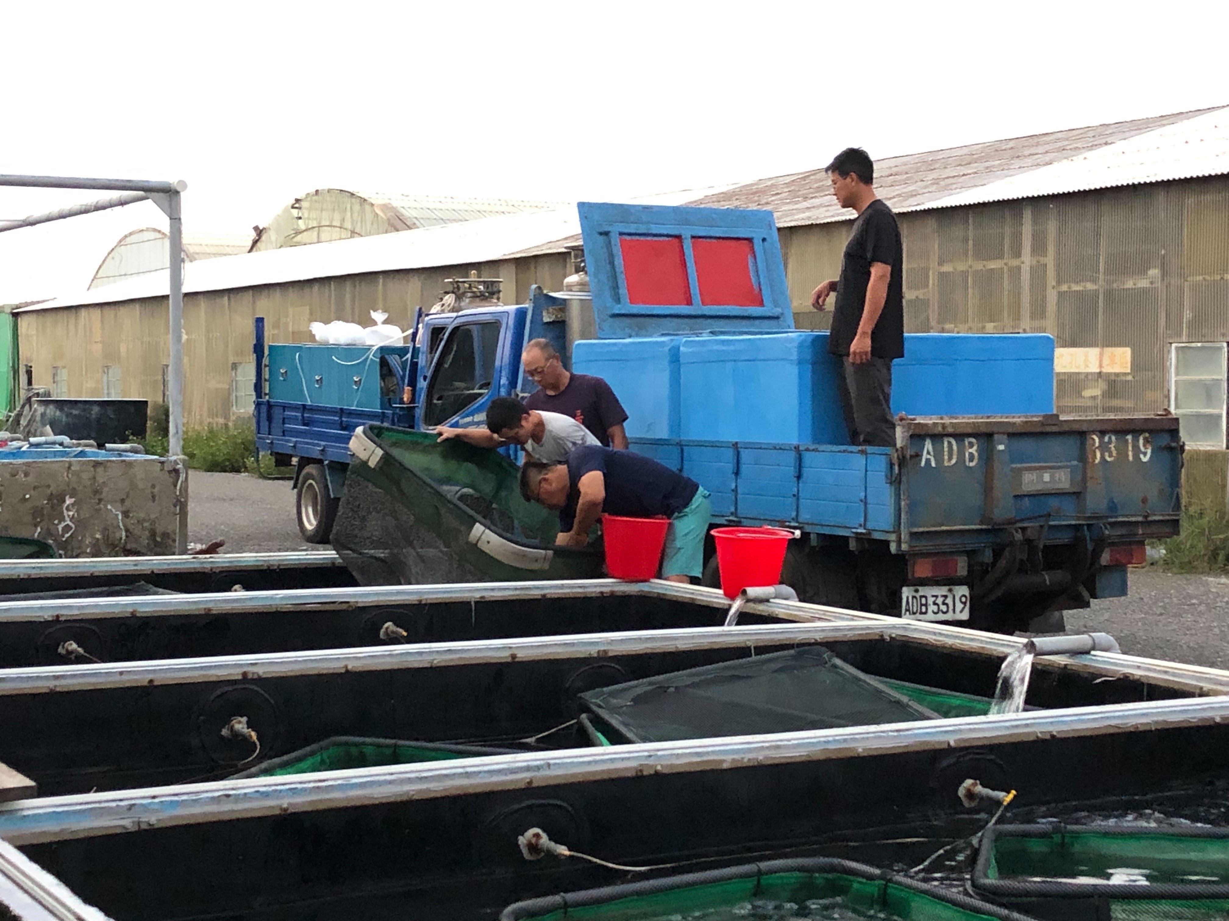 活魚車於清晨展開裝載與運輸作業