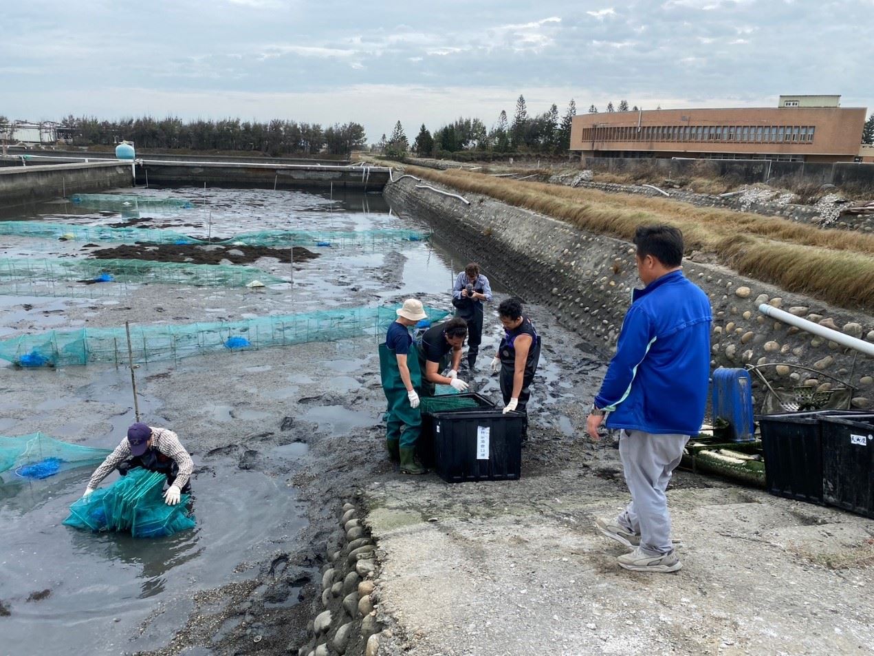 參觀養殖青蟹採收