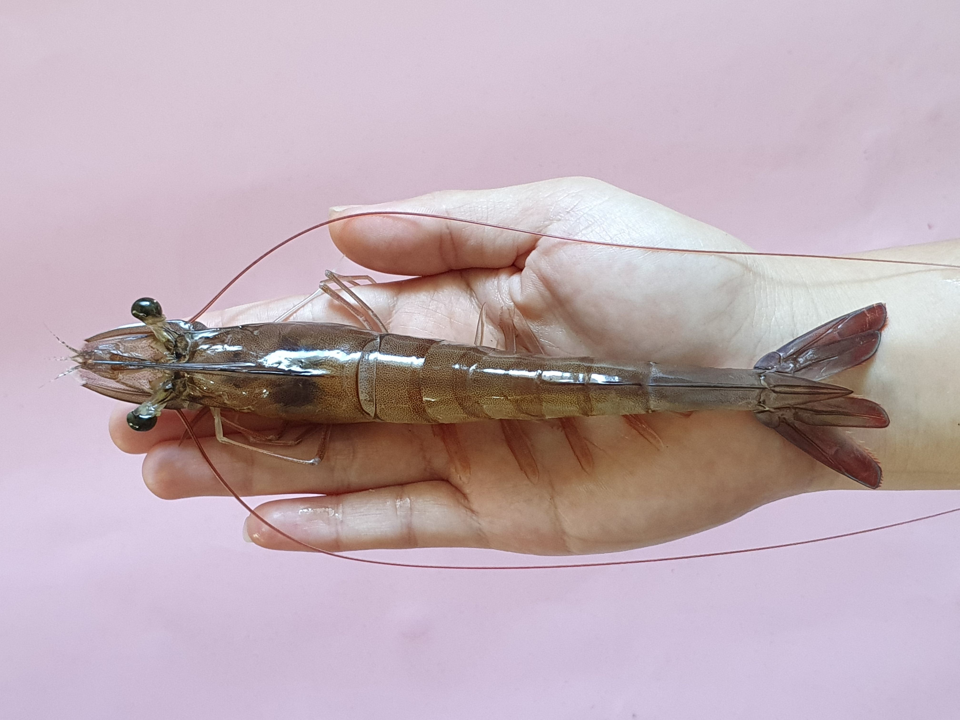 向陽公司育成的SPF白蝦種