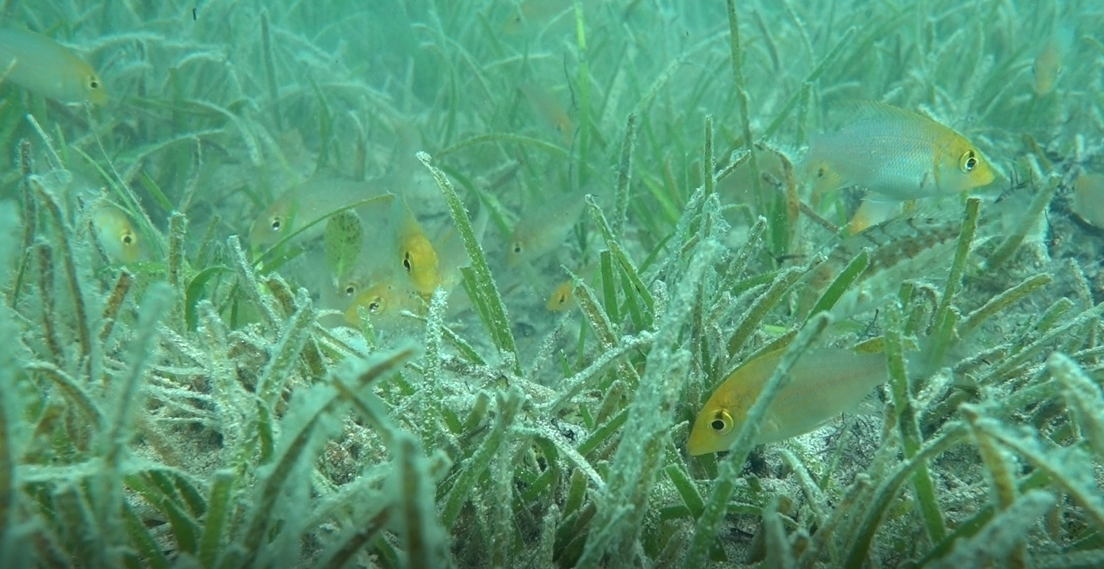 圖5.海草床青嘴龍占魚群