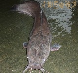 塘虱魚科1