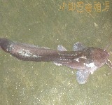塘虱魚科2