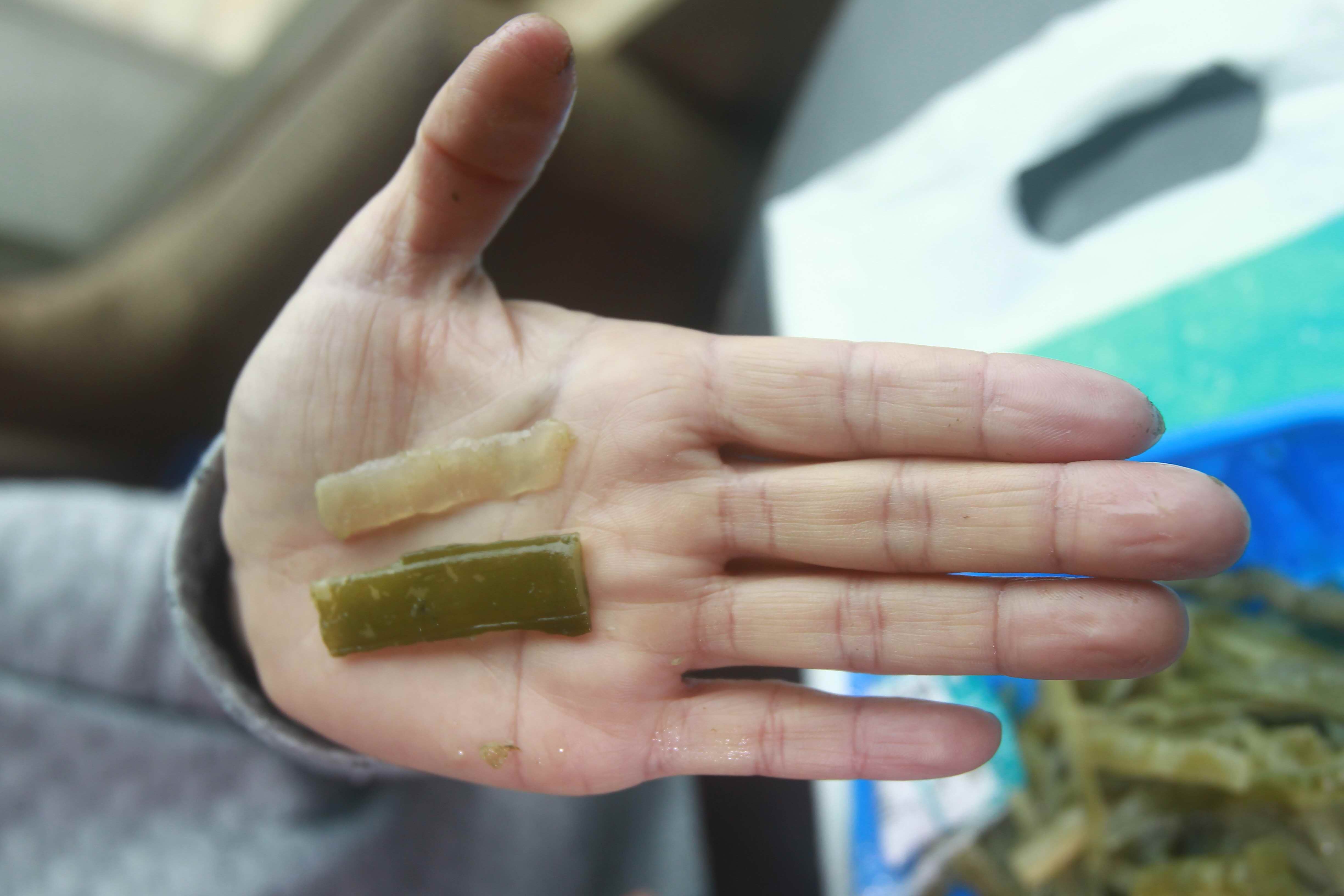 日前有民眾在大賣場買海帶清洗後，海帶竟然會變色，請問是否異常？可能原因？