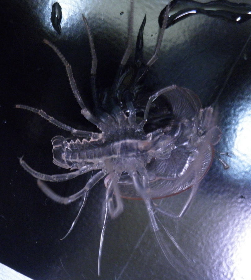 龍蝦的葉狀幼體