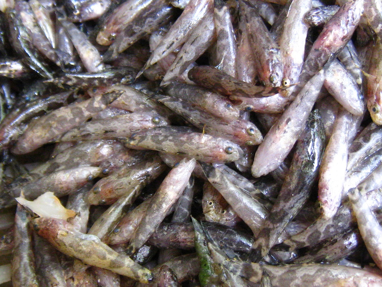 筍殼魚1
