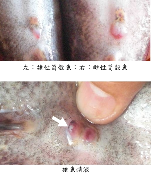 筍殼魚