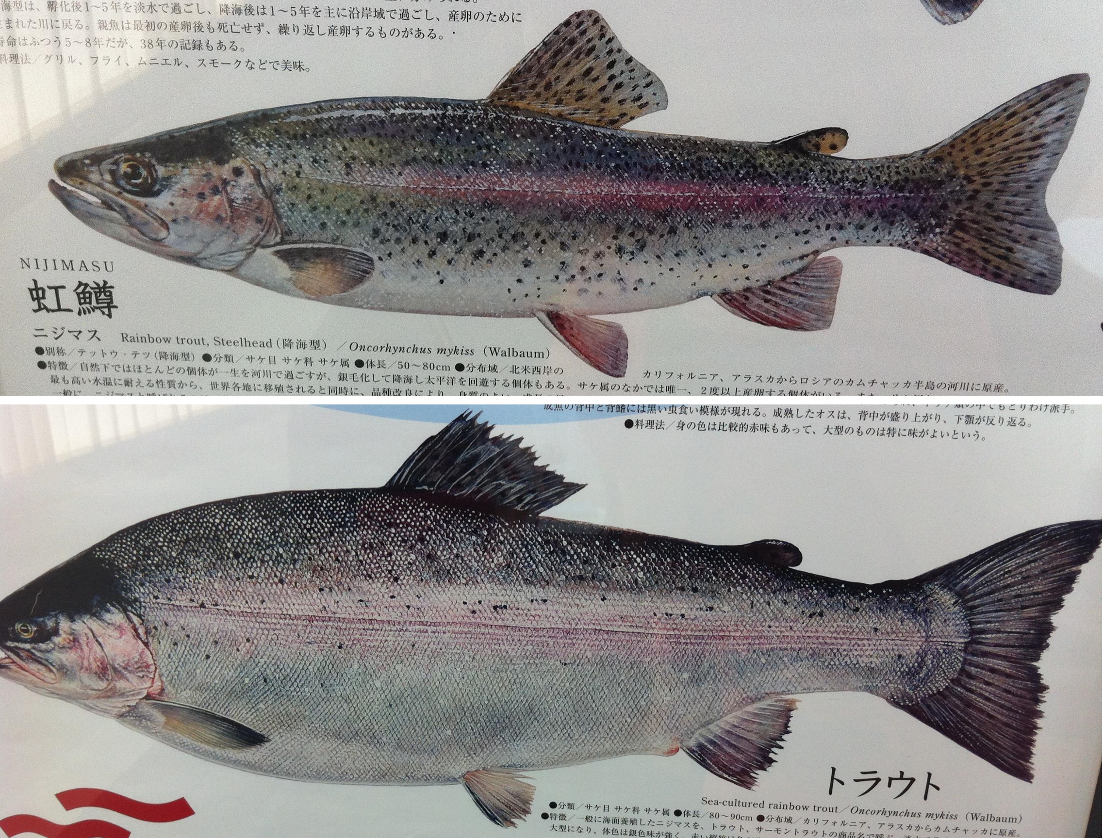 虹鱒
