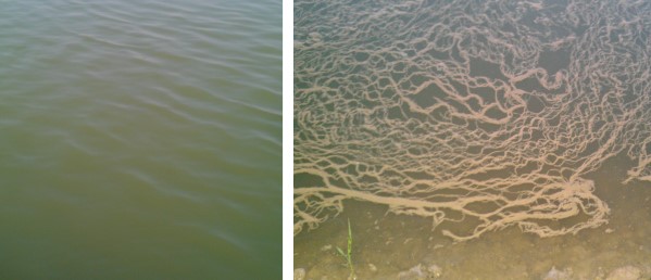 水色及不明網狀物