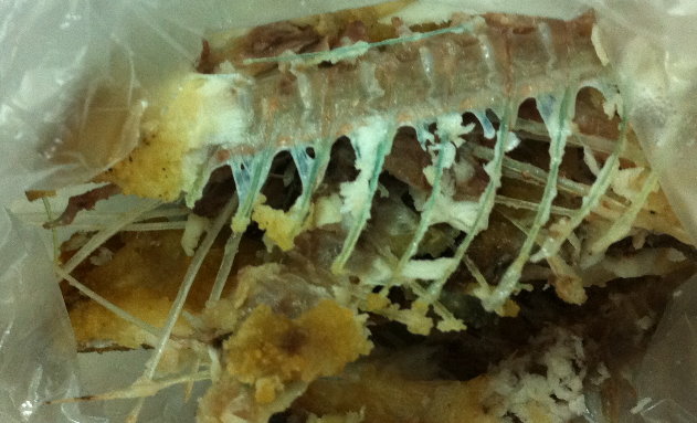 20131022白北魚的魚骨