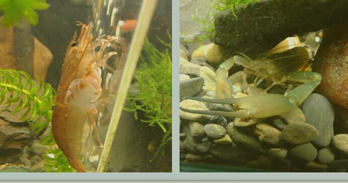 20140123寬掌沼蝦