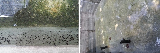 20140317藻類青苔