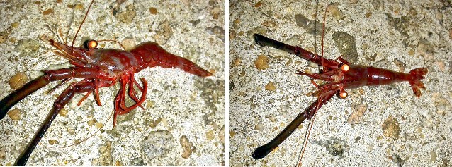 20140423亨氏活額蝦