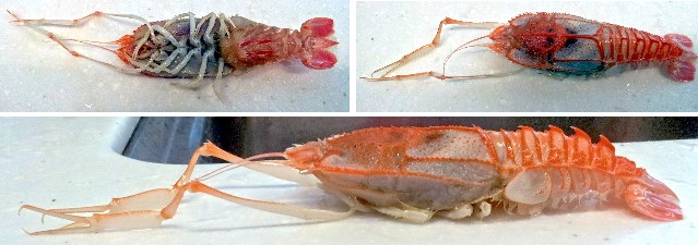 20140530盲眼多螯蝦