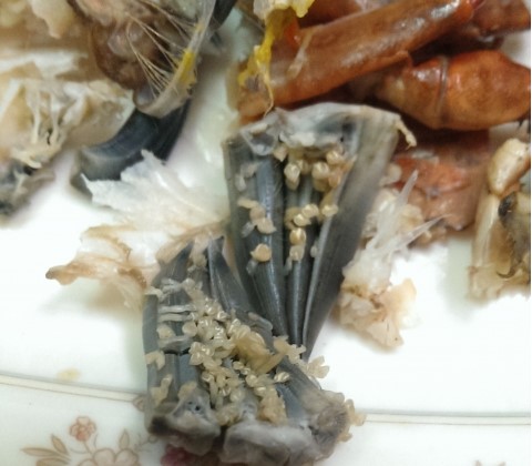 20150309心板茗荷