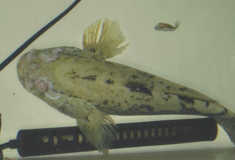 20150319筍殼魚病症