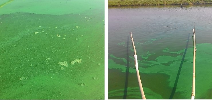 20160924藍綠藻類