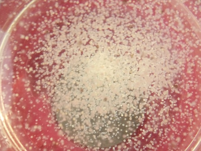 20161031石斑受精卵