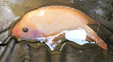 20170402圖3紅魔鬼