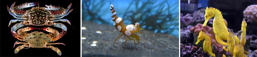 澎湖周邊海域生物