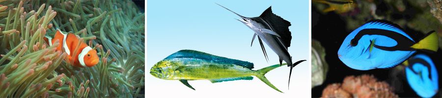 海水魚技術示意圖