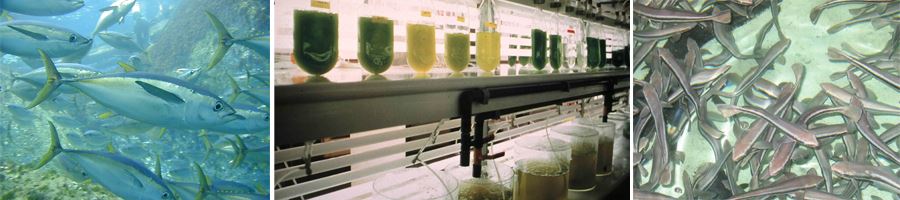 養殖技術示意圖