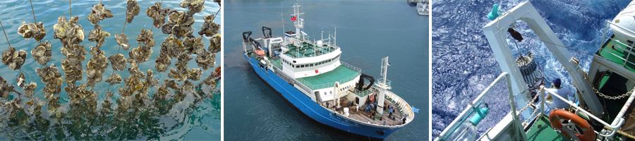 養殖牡蠣殼漁業