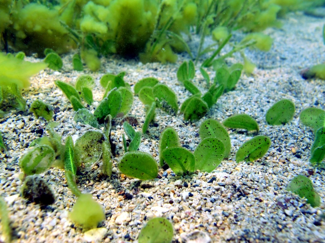 紫紅色小斑點是潮間帶的卵葉鹽草標記，葉片也顯得較嬌小。