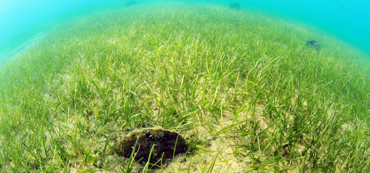 單脈二藥草高密度的群聚為海洋生物提供相當隱蔽又安全的棲地環境