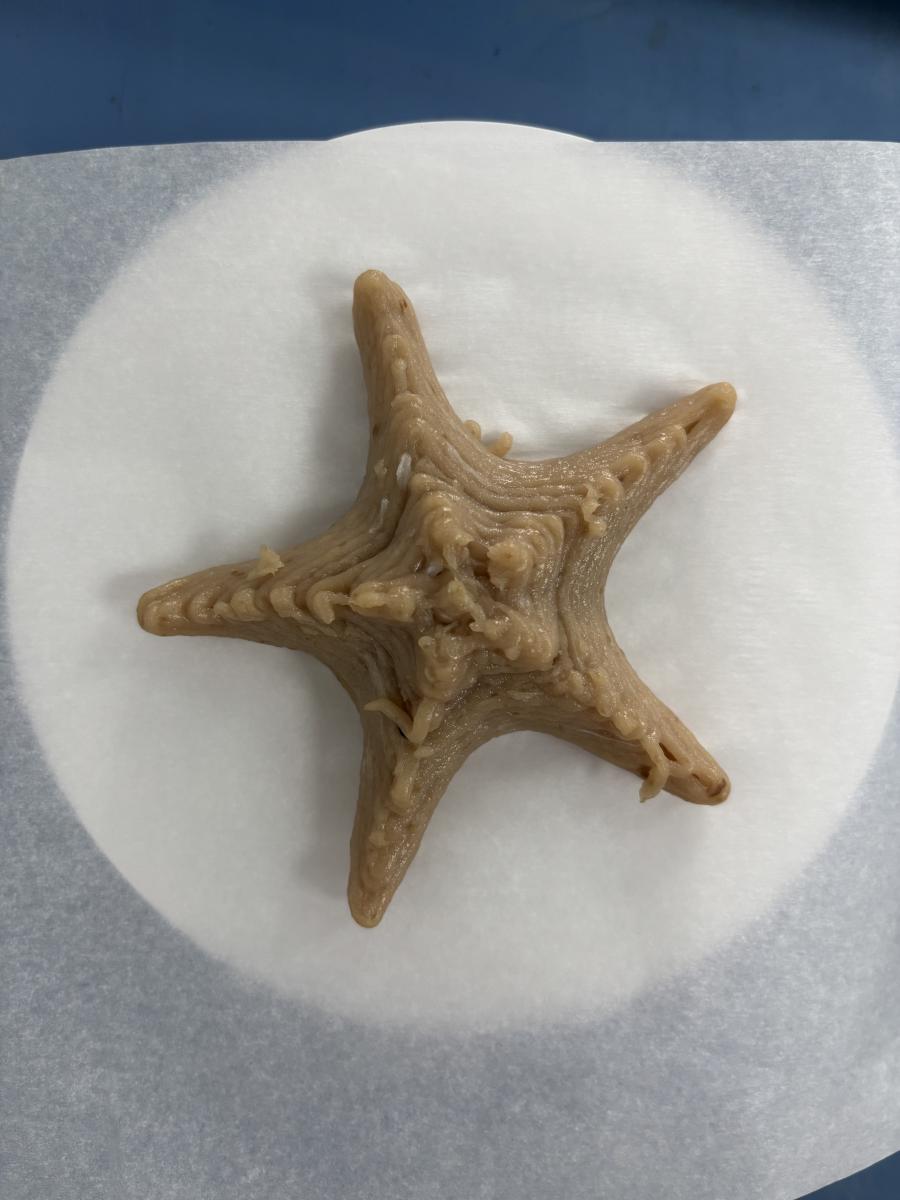 列印出來的海星