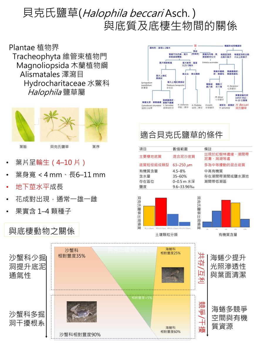 貝克氏鹽草(Halophila beccari Asch. )與底質及底棲生物間的關係